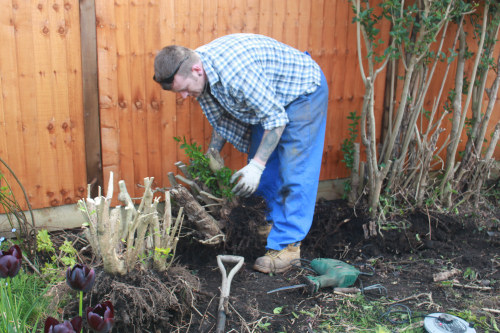 collecting privet bonsai